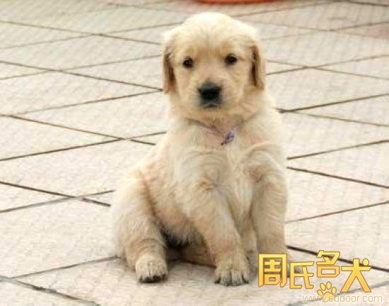 周氏名犬出售赛级拉布拉多幼犬