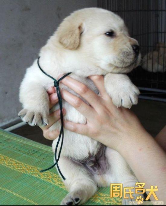 周氏名犬出售纯种大头拉布拉多幼犬