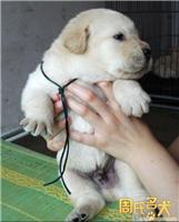 周氏名犬出售纯种大头拉布拉多幼犬
