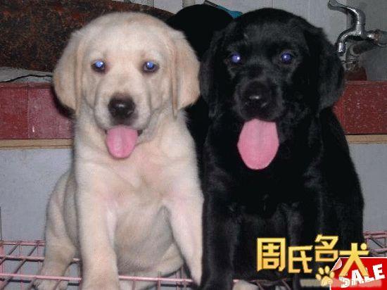 周氏名犬养殖基地出售纯种拉布拉多幼崽
