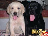 周氏名犬养殖基地出售纯种拉布拉多幼崽