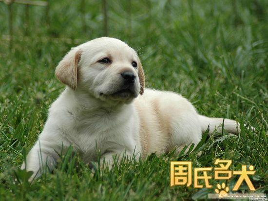 周氏名犬养殖基地出售纯种精品拉布拉多幼犬
