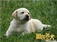 周氏名犬养殖基地出售纯种精品拉布拉多幼犬
