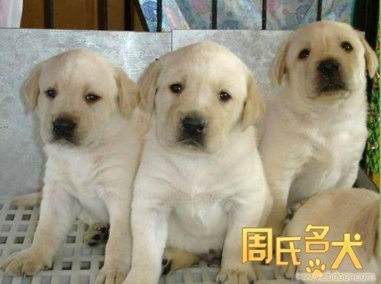 周氏名犬出售赛级拉布拉多导盲犬