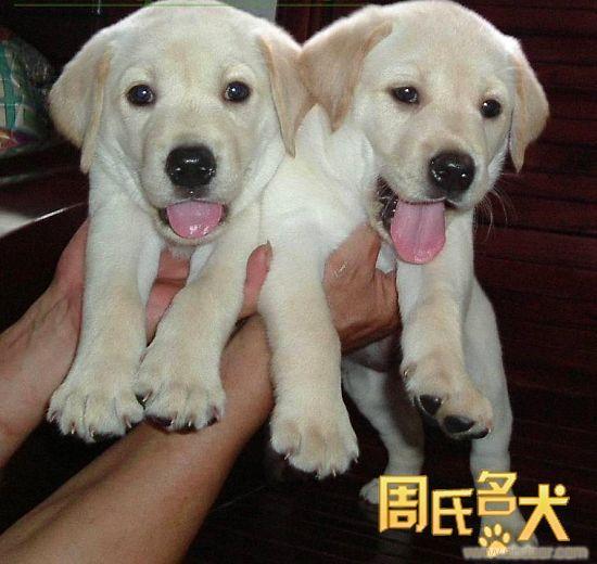 周氏名犬养殖基地出售纯种大头拉布拉多犬
