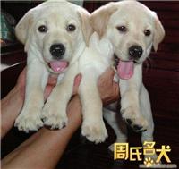 周氏名犬养殖基地出售纯种大头拉布拉多犬