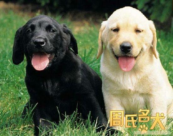 周氏名犬一族出售纯种拉布拉多犬