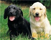 周氏名犬一族出售纯种拉布拉多犬