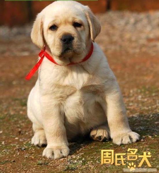 周氏名犬-出售纯种拉布拉多幼犬