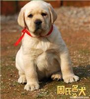 周氏名犬-出售纯种拉布拉多幼犬