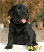 周氏名犬养殖基地-出售纯种拉布拉多幼犬