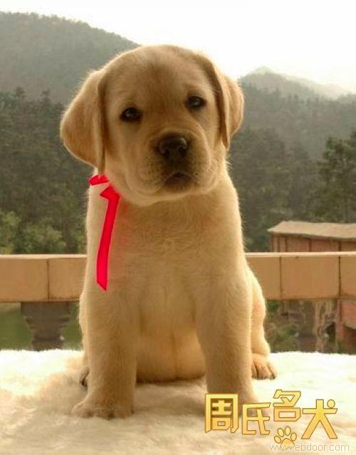 周氏名犬-出售纯种大头宽嘴拉布拉多幼犬