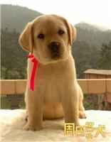 周氏名犬-出售纯种大头宽嘴拉布拉多幼犬