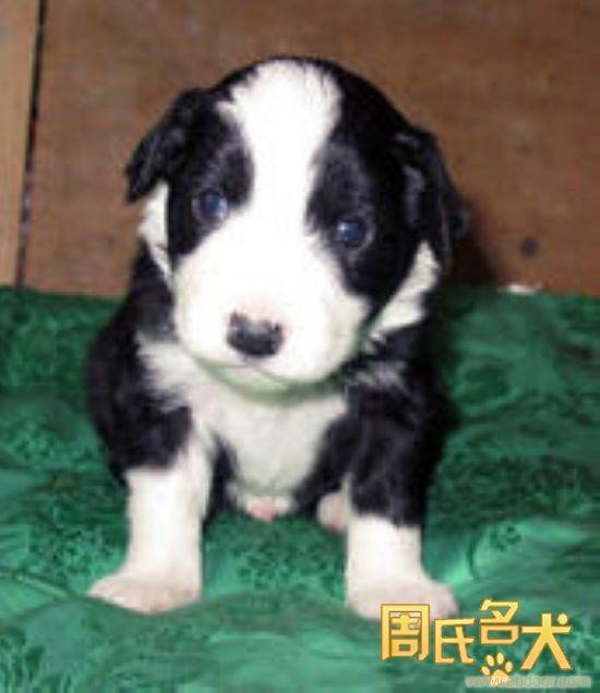 上海地区纯种边境牧羊犬出售