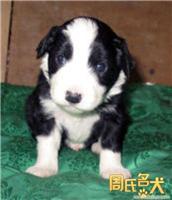 上海地区纯种边境牧羊犬出售