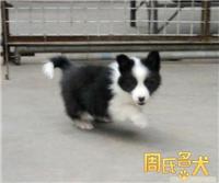 上海地区健康纯种的边境牧羊犬出售