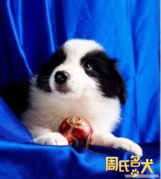 上海地区纯种健康的边牧幼犬出售