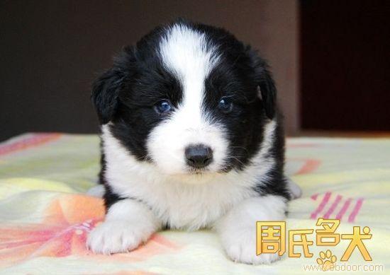 上海哪里能买到纯种边境牧羊犬