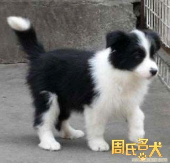 上海纯种边境牧羊犬专卖