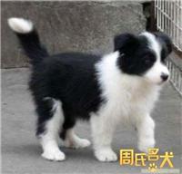 上海纯种边境牧羊犬专卖