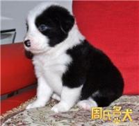 上海地区的的边境牧羊犬出售