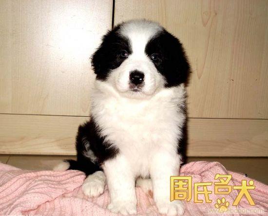 100%健康  100%纯种   边境牧羊犬出售