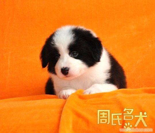 白金汉宫血统纯种边境牧羊犬出售