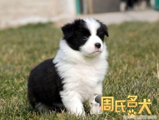 上海哪里能买到纯种的边境牧羊犬幼犬