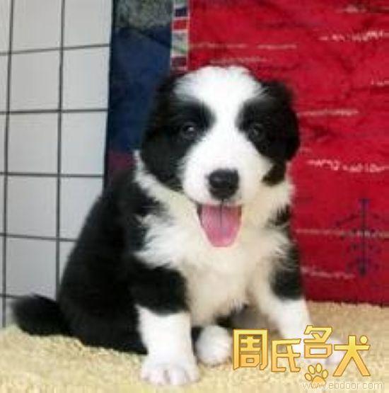 上海地区赛级边境牧羊犬出售
