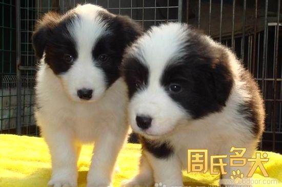 上海的边境牧羊犬养殖基地
