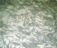 浙江泥鳅养殖环境