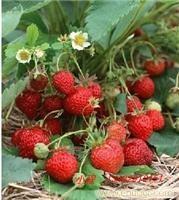 上海草莓批发价格