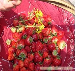 上海草莓园采摘