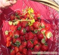 上海草莓园采摘