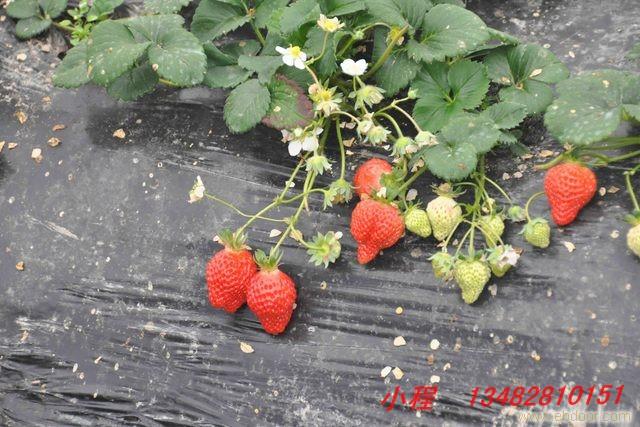 上海农家乐草莓采摘,摘草莓农家乐