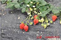上海农家乐草莓采摘,摘草莓农家乐