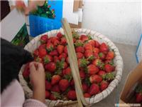 上海摘草莓农家乐,上海农家乐摘草莓