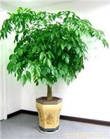 幸福树－上海办公室植物租赁