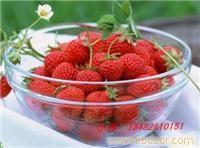 草莓农家乐|上海草莓农家乐