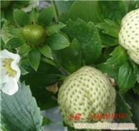 上海出发去哪里采草莓