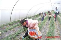 青浦赵屯采摘草莓正当令
