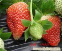 赵屯草莓农家乐|赵屯采草莓价格