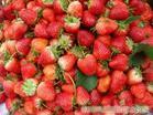 上海草莓农家乐一日游|采草莓