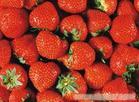 上海草莓农家乐|采摘草莓农家乐