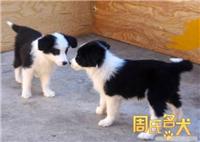 上海边境牧羊犬专卖