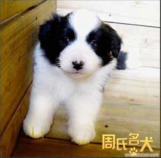 上海地区纯种边境牧羊犬专卖