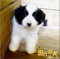 上海地区纯种边境牧羊犬专卖