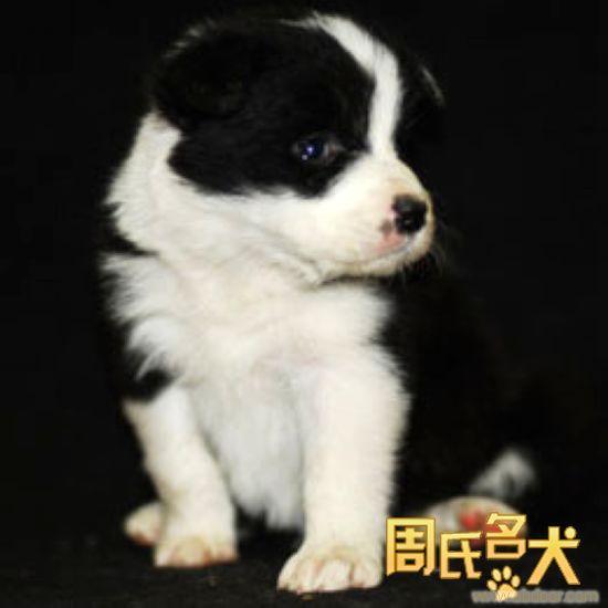 中国的边境牧羊犬出售