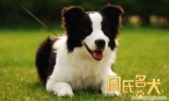 周氏名犬养殖基地出售纯种边境牧羊犬