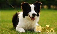周氏名犬养殖基地出售纯种边境牧羊犬